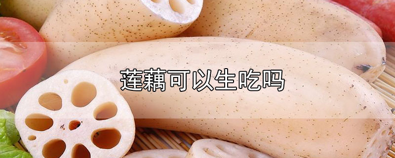 蓮藕可以生吃嗎