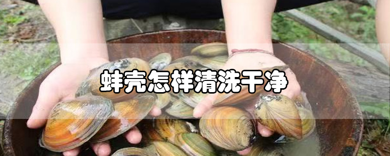 蚌殼怎樣清洗干凈