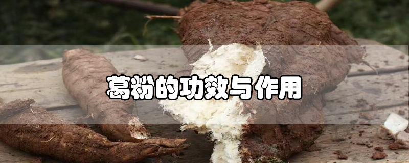 葛粉的功效與作用