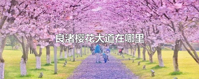 良渚櫻花大道在哪里