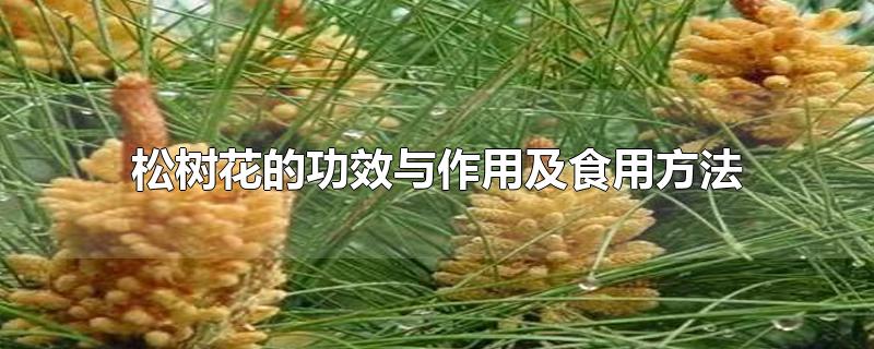 松樹花的功效與作用及食用方法