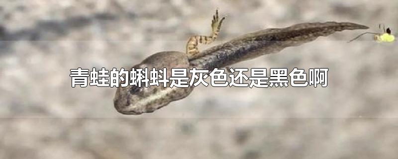 青蛙的蝌蚪是灰色還是黑色啊