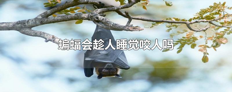 蝙蝠會趁人睡覺咬人嗎